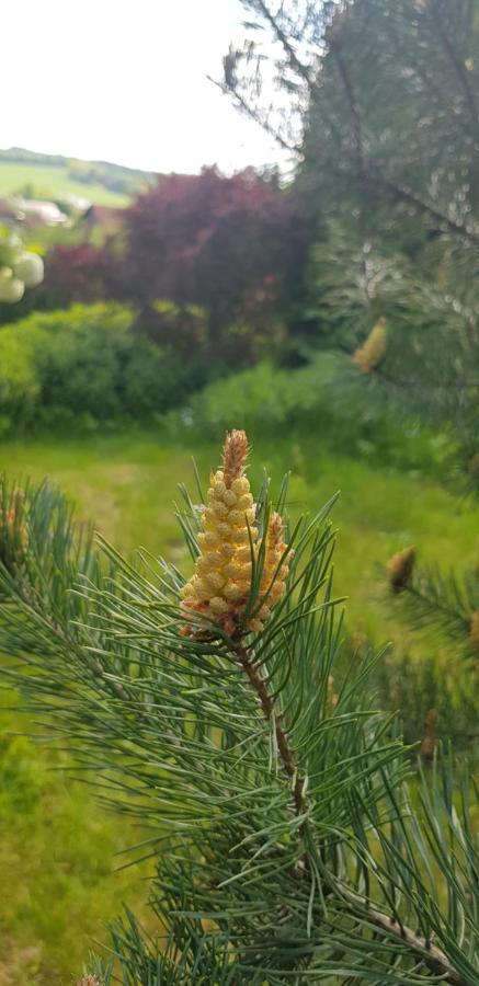 Chata SPOLUNAKOLE - Český ráj Hrubá Skála Esterno foto